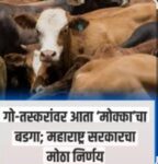 गोवंशाची तस्करी करणाऱ्यांना ‘मकोका’ लागणार
