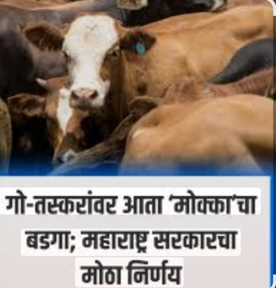 You are currently viewing गोवंशाची तस्करी करणाऱ्यांना ‘मकोका’ लागणार