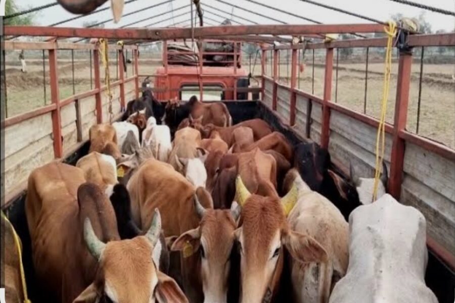 गोवंश तस्करी रोखण्यासाठी सिंधुदुर्गात १३ संयुक्त तपासणी नाके सुरू