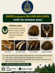 अंबरग्रीस / वन्यजीव अवशेष किंवा मृगय चिन्हे स्वेच्छेने जमा करावीत