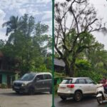 गोविंद चित्र मंदिर परिसरातील धोकादायक सुकलेले झाड अखेर हटविले; नगरपरिषद व झाडमालकाचे रवी जाधव यांच्याकडून आभार