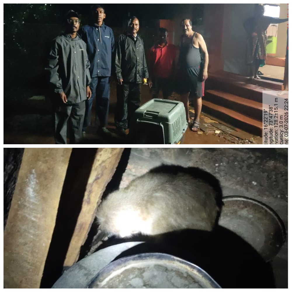 You are currently viewing जखमी माकडाच्या पिल्लाला मिळाले जीवदान; तत्परतेने केले रेस्क्यू