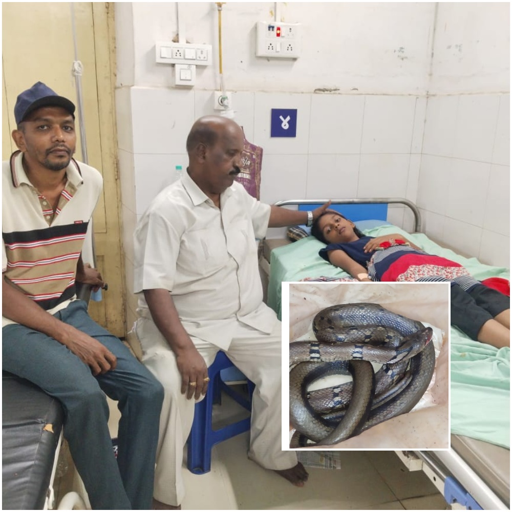 You are currently viewing कौलारू घरातून अंगावर पडलेल्या मांडूळ सापाने चावा; ११ वर्षीय अलिजावर उपचार, विषबाधा नसल्याने सुटकेचा निश्वास