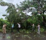 मुख्य रस्त्यावर पडलेले झाड सामाजिक बांधिलकी प्रतिष्ठानच्या कार्यकर्त्यांनी हटवले