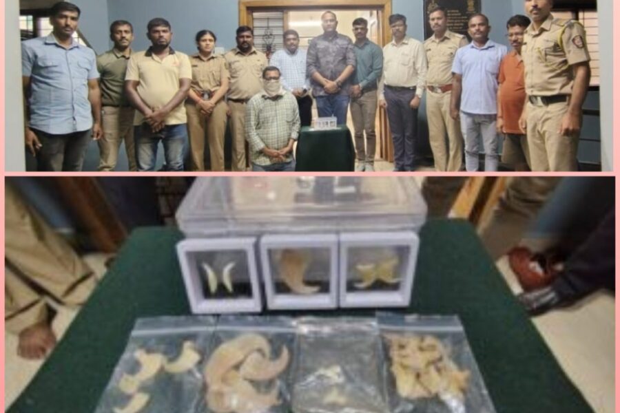 कुडाळमध्ये वनविभागाची धडक कारवाई