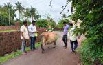 मोकाट जनावरांना रिफ्लेक्टिव्ह बेल्ट; अपघात रोखण्यासाठी भाजप कार्यकर्त्यांचा उपक्रम