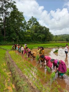 Read more about the article भातलावणीत उतरल्या जि.प. सदस्या सुप्रिया मेस्त्री