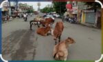 फोंडाघाटात भटके कुत्रे व मोकाट जनावरांचा सुळसुळाट; रात्री वाहनचालकांसमोर जीवघेणे आव्हान