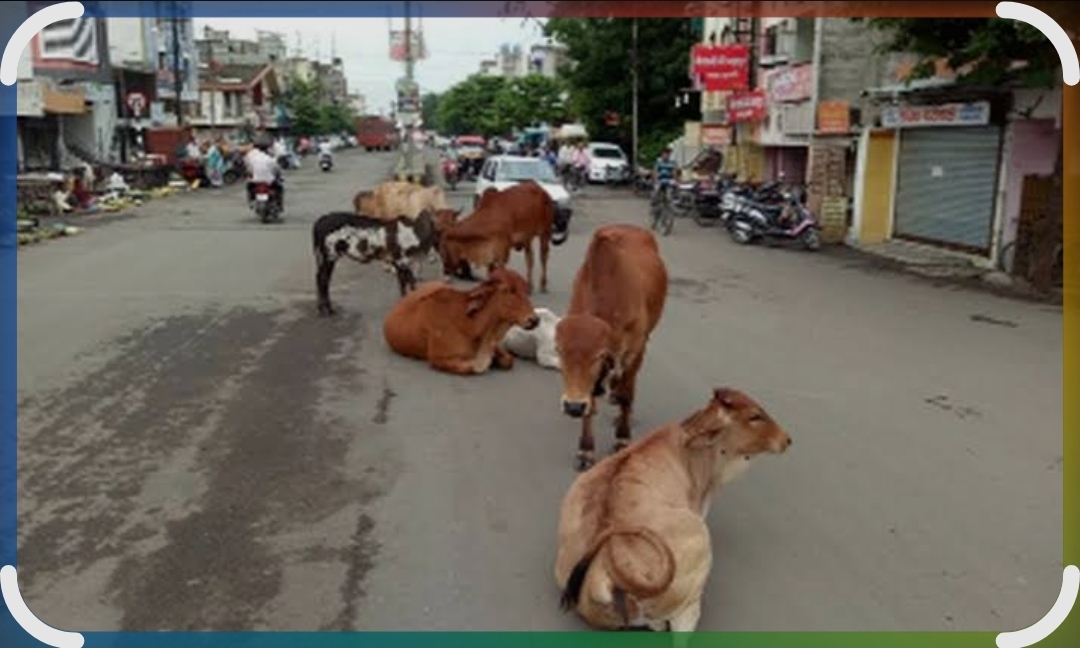 You are currently viewing फोंडाघाटात भटके कुत्रे व मोकाट जनावरांचा सुळसुळाट; रात्री वाहनचालकांसमोर जीवघेणे आव्हान