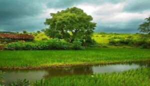 Read more about the article श्रावण रंग