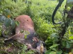 महावितरणच्या वीजवाहिनीचा शॉक लागून गाभण गाईचा जागीच मृत्यू