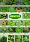 मालवणात तालुकास्तरीय रानभाजी महोत्सवाचे आयोजन